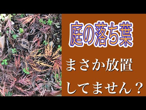 園芸 冬に剪定してはいけない低木