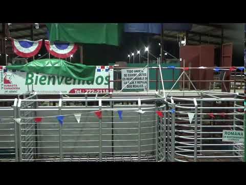 SUBASTA GANADERA DE PANAMA,BOQUERON 25/11/2025