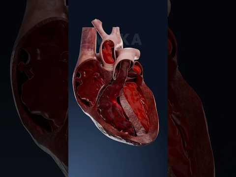 Heart’s blood flow and circulation process 3D animation