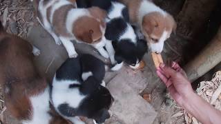 ♥Cute Poor Adorable Village Puppies Doing Funny Things 2019♥