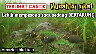 Download lagu Jerat Racik Gantung burung burcet v Tikusan pas di sarangnya[]bird trap mp3