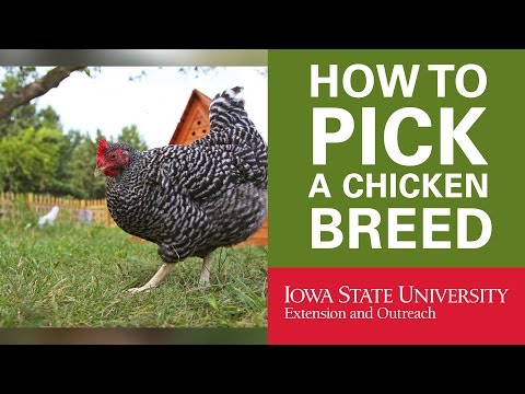 , title : 'Backyard Chickens: How to Pick Your Breed of Chicken'