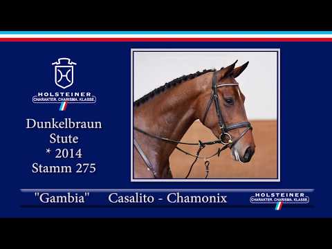 Holsteiner Frühjahrsauktion 2020 - Nr. 105 Gambia v. Casalito - Chamonix
