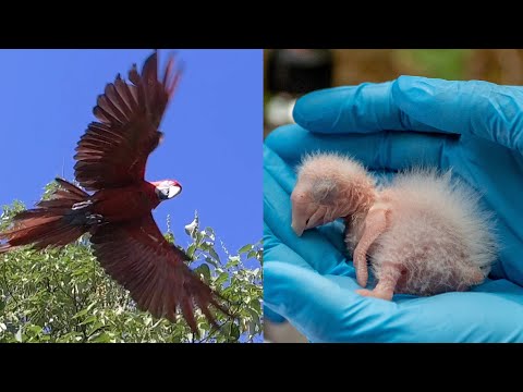 Los guacamayos están aquí: el regreso de los espectaculares loros gigantes rojos