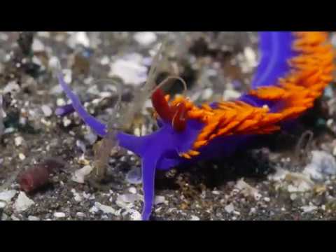Flabellina ischitana