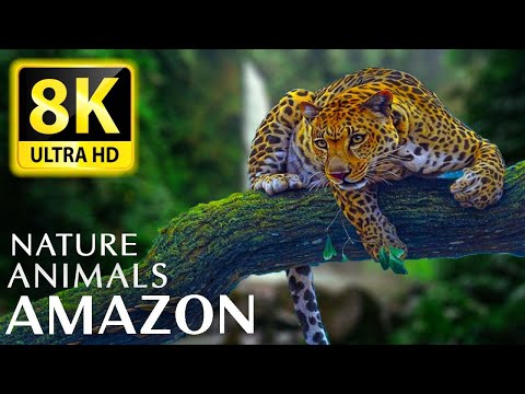 Amazon 8K - Forest 8K ULTRA HD - Nature And Animals With Relaxing Nature Sounds