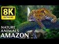 AMAZON 8K - FOREST 8K ULTRA HD - NATURE AND A ..