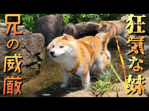 兄柴として３年。威厳がなかったのか？妹柴におもちゃにされる柴犬