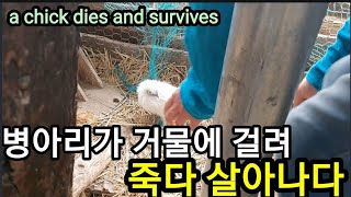 병아리가 위험하다!!! A chick dies and survives