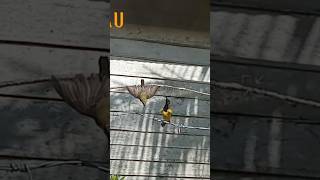 Download lagu BURUNG SOGON ONTONG GACOR DIBAWAH JEBAKAN #shorts mp3