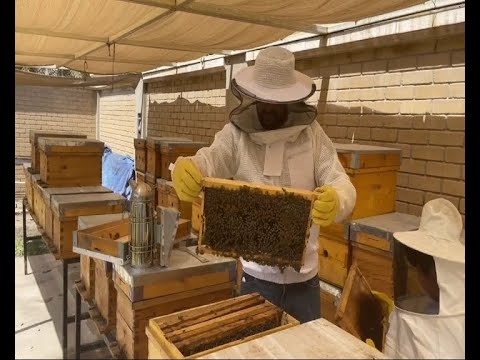 النحّال سالم العومي في منحله المنزلي كما ظهر في تقرير أخبار الآن عام 2021