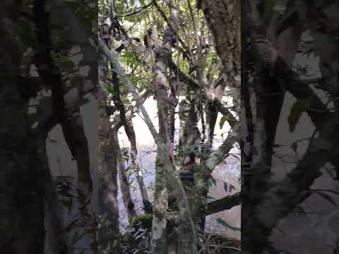 Cachoeira  Ponte Alta ,Bueno Brandão MG