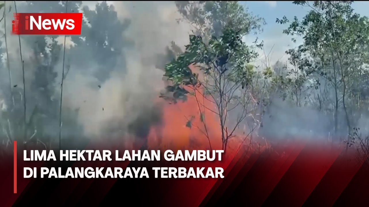 Cuaca Panas Ekstrem, Lima Hektar Lahan Gambut di Palangkaraya Terbakar