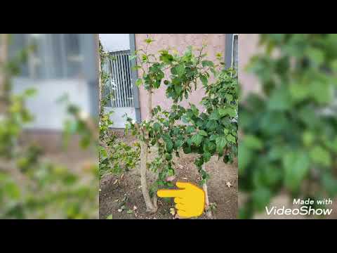 園芸 中国の木のハイビスカス、庭のハイビスカス