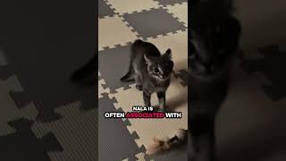 #laugher #funny #cat #catfunny #pets #cute