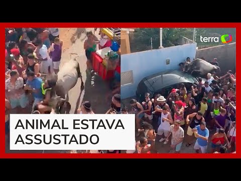 Vaca 'invade' bloco de carnaval e deixa pessoas feridas no Rio Grande do Norte