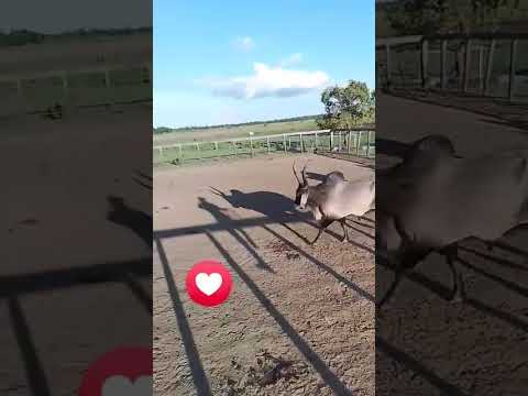 ❤️❤️❤️ Trinidad beni 🐂🐎