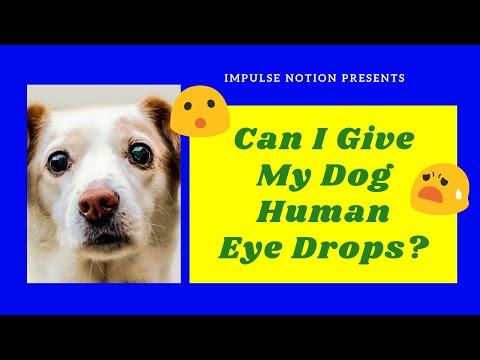 Can I Give My Dog Human Eye Drops?