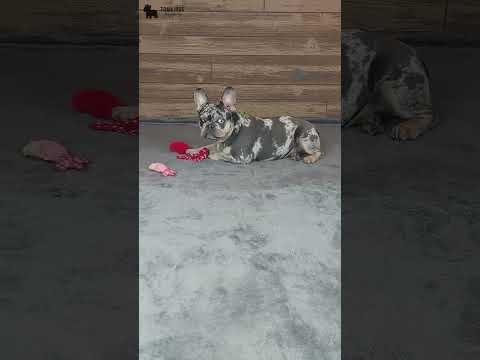Video 1