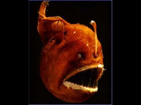 Lord Sativa - Bad Fish