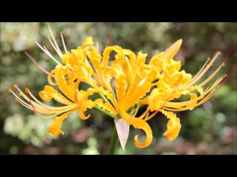 園芸 黄色のリコリス、黄色の曼珠沙華