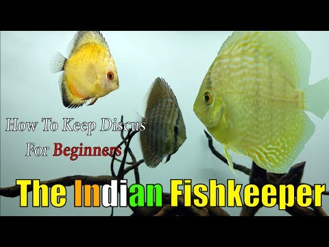 How To Keep Discus Easily | For Beginners | The Indian Fishkeeper