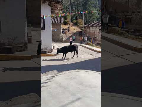 FIESTA DE CHORA 2026 - PALLASCA - ANCASH #tradiciones #costumbres #fiesta #fypシ