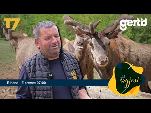 Ferma e rrallë e drerëve në Orllan të Podujevës | #gjesi | T7