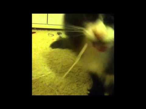 Cat Eats String!