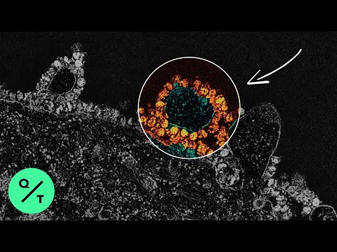 How the Coronavirus Hijacks Your Cells
