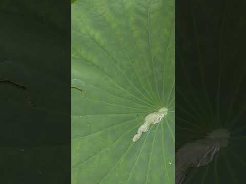 池の周りにある植物は何ですか？周囲の花を咲かせるのに最適な 10 種以上の種  庭園