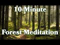 10 Minutes Of Peaceful Forest Sounds For Meditation