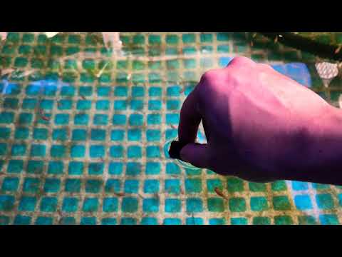 hand feed kohaku fries