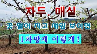 [텃밭농부 2,203]  자두랑 매실나무에 1차 방제하는 방법! #자두재배 #매실재배