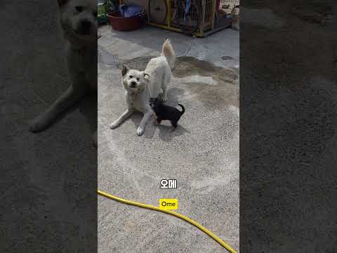 용맹함의 끝판 #남해 #몽실이 #뽀끄미 #리트리버 #비글 #반려견 #임보 #분양