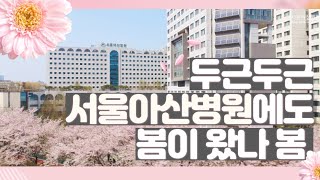 (4K)서울아산병원의 봄 미리보기
