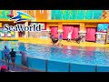 Sea Lion And Otter Spotlight Full Show SeaWorld Orlando Florida 2023