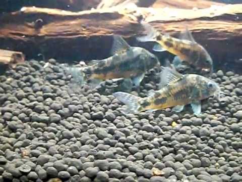 Watch Video on YouTube