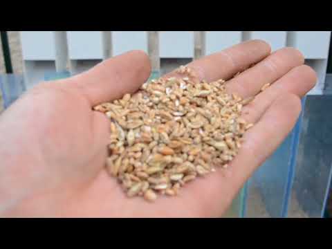 -Kita- ISM 3, grain processing equipment
