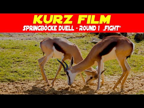 Springböcke im Kampf - Duell auf Augenhöhe - Round 1 FIGHT