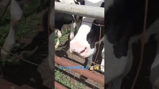 いつも仲の良い牛さんに会いに来た#散歩#牛#動物