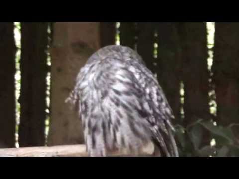 Dieser Bartkauz will sein Gesicht nicht zeigen in HD