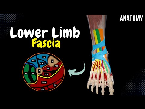 Fascia of the Lower Limb (Cross Sections, Tendinous Sheath, Retinaculum) - Anatomy