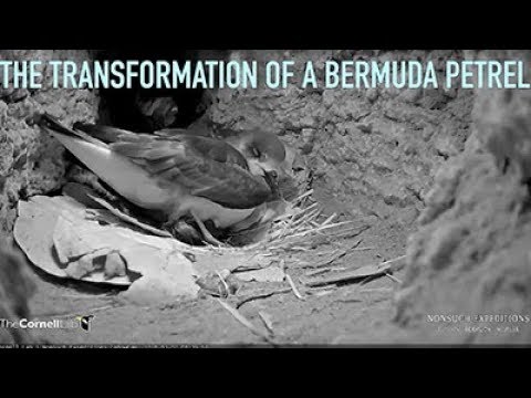 The Transformation Of A Bermuda Petrel | 2018 Bermuda Cahow Cam Highlights