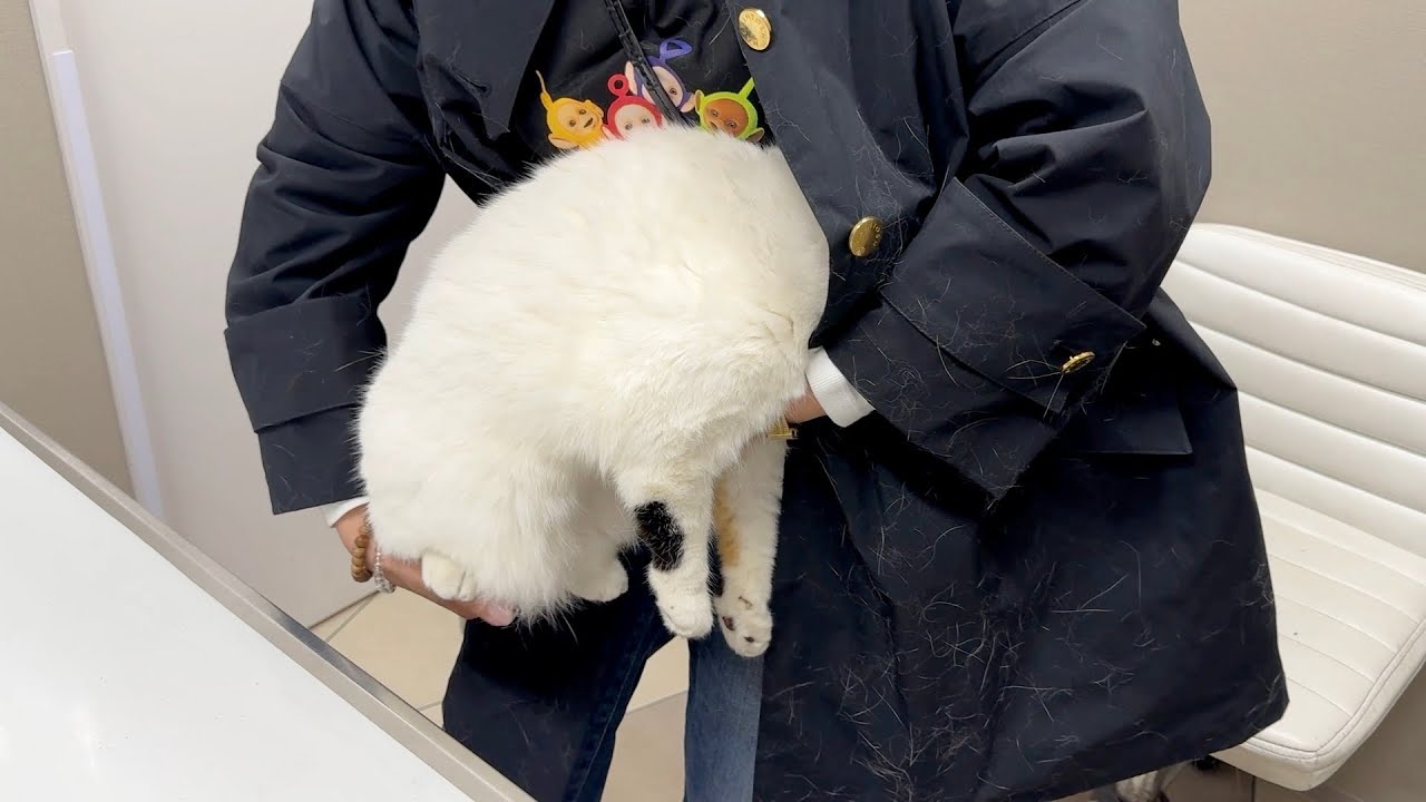 【病院シリーズ】注射が怖すぎて母のコートに潜り込んで石化する猫