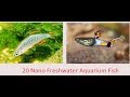 Trend Top 20 Nano Freshwater Fish For Aquarium, Video Catfish Freshwater Aquarium Fish paling seru!