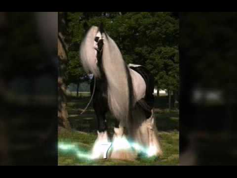 Top 10 cavalos mais bonitos