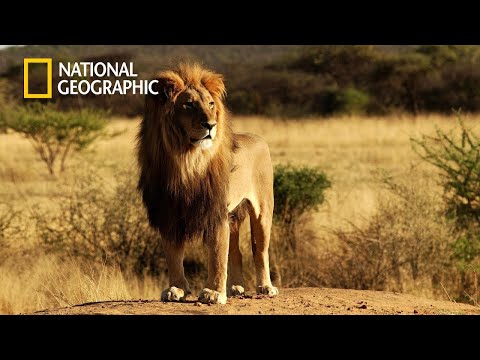 King Lion of Luangwa Valley - Lion Pride Documentary | National Geographic Documentary 2023