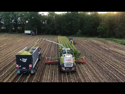 Maishäcksel Jagd auf Sauen Ernte | Lange Stunden - Jagdkrone