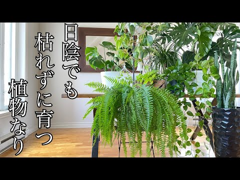 ブルーベルの木、桐 植物